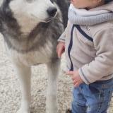 Foto de perro perdido en St Felix