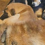 Foto de perro perdido en Saint Fulgent Des Ormes