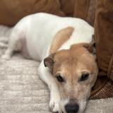 Foto de perro perdido en Etainhus