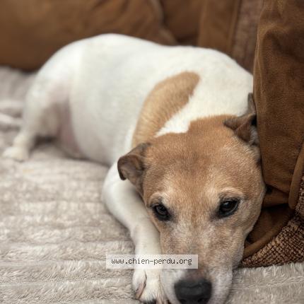 Foto 1/1 Garfield Chien perdido en Etainhus