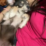 Foto de perro perdido en Ales