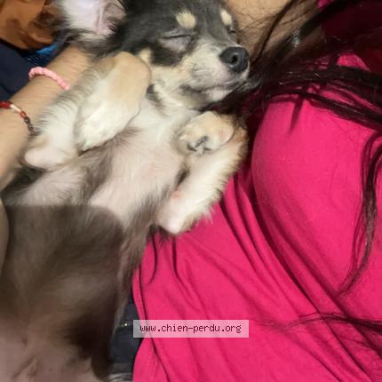 Foto de perro perdido en Ales