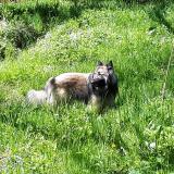 Foto de perro perdido en Saint Pierre Roche
