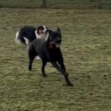 Foto de perro encontrado en Saint Etienne De Fougeres