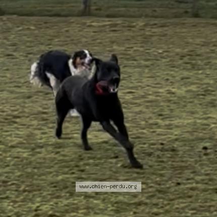 Foto 1/1 Perro encontrado Encontrado en Saint etienne de fougeres