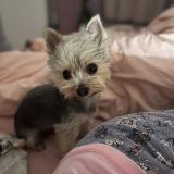 Foto de perro perdido en Bellechaume