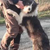 Foto de perro encontrado en Nexon