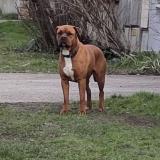 Foto de perro encontrado en Genay