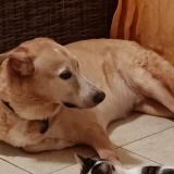 Foto de perro perdido en Lamentin