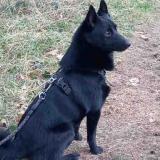 Foto de perro perdido en Hauterive