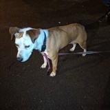 Foto de perro encontrado en Maromme