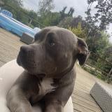 Foto de perro perdido en Bize Minervois