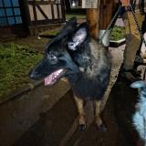 Foto de perro encontrado en Maromme