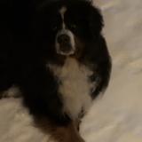 Foto de perro encontrado en Saint Pierre Dels Forcats