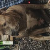 Foto de perro encontrado en Newport