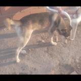 Foto de perro perdido en Buenos Aires