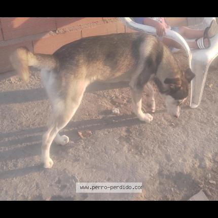 Foto 1/1 Roco Chien perdido en Buenos aires