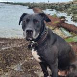 Foto de perro perdido en Pont Du Chateau