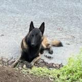 Foto de perro perdido en Theix