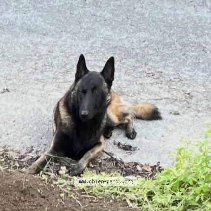 Foto de perro perdido en Theix