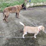 Foto de perro encontrado en Argenteuil