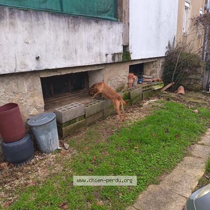 Foto de perro encontrado en Couiza