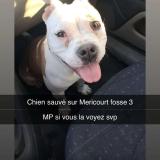 Foto de perro perdido en Mericourt