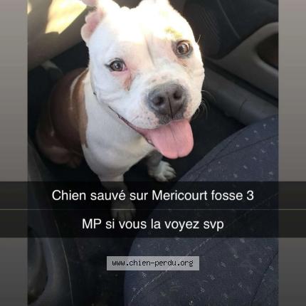 Foto 1/1 Nala Chien perdido en Mericourt