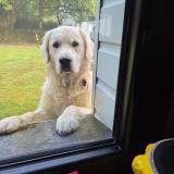 Foto de perro perdido en Chateauneuf Du Faou