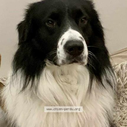 Foto de perro perdido en Beziers