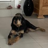 Foto de perro perdido en Chateaugay