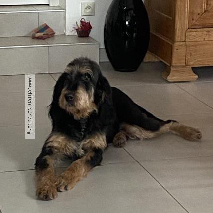 Foto 1/1 Tempête Perro perdido en Chateaugay