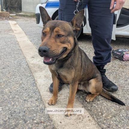 Foto de perro encontrado en Sollies Pont