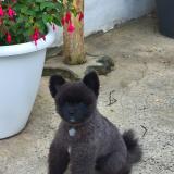 Foto de perro perdido en Roubaix