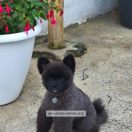 Foto de perro perdido en Roubaix