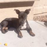 Foto de perro perdido en Sacramento