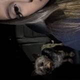 Foto de perro perdido en Rancho Cucamonga