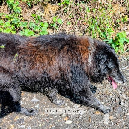 Foto de perro perdido en Domezain Berraute