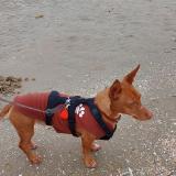 Foto de perro perdido en Bouge