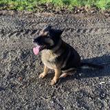 Foto de perro encontrado en Corsept