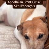 Foto de perro perdido en Etainhus