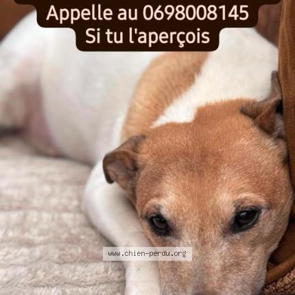 Foto 1/1 Garfield Chien perdido en Etainhus