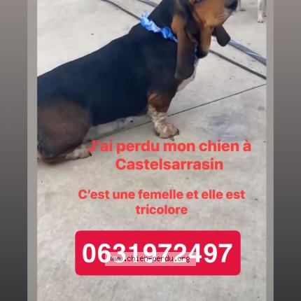 Foto 1/1 Tamara Chien perdido en Castelsarrasin
