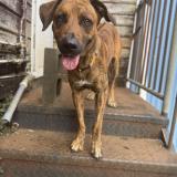 Foto de perro perdido en Saint Leu