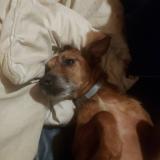 Foto de perro perdido en Wavre