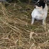 Foto de perro perdido en Frejus