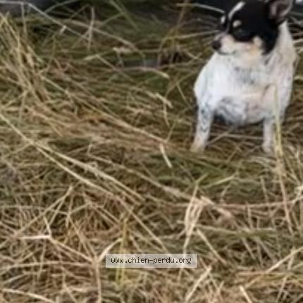 Foto de perro perdido en Frejus