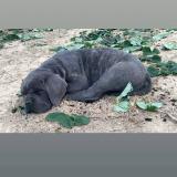 Foto de perro perdido en Thouars Sur Garonne