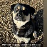 Foto de perro perdido en Fouchard