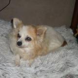 Foto de perro perdido en Valreas